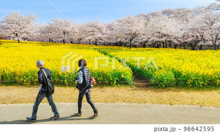 赤城南面千本桜と菜の花 96642595