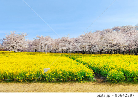 赤城南面千本桜と菜の花 96642597