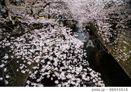 東京都　目黒川沿いの満開の桜 96643018