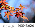 向島百花園のもみじ紅葉 96643020