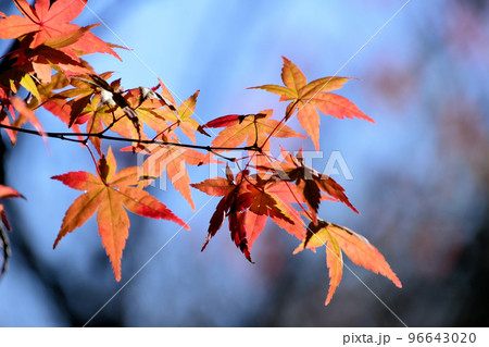 向島百花園のもみじ紅葉 96643020