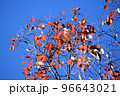 向島百花園の紅葉 96643021