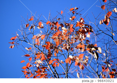 向島百花園の紅葉 96643021