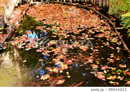 池に浮かぶ紅葉 96643022