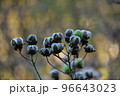 芙蓉の実　向島百花園 96643023