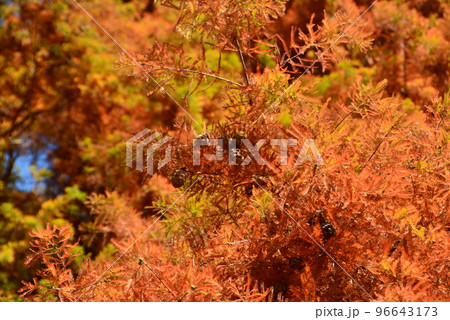 秋ヶ瀬公園1　秋　杉の実 96643173