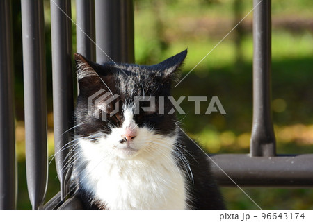桜草公園　猫　眠い　秋 96643174
