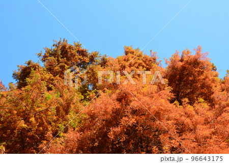 秋ヶ瀬公園2　秋　紅葉　杉の木 96643175