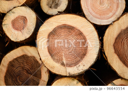 秋の間伐材と年輪 秋の間伐材と年輪 96643554