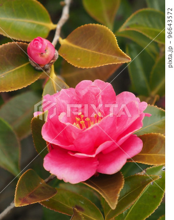 サザンカ (Camellia sasanqua) サザンカ (Camellia sasanqua) 96643572