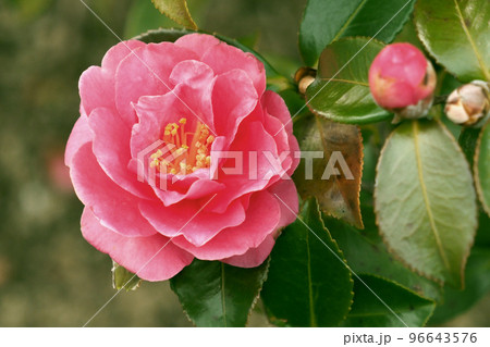 サザンカ (Camellia sasanqua) サザンカ (Camellia sasanqua) 96643576