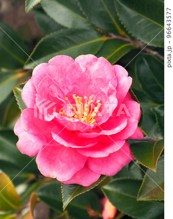 サザンカ　(Camellia sasanqua) 96643577