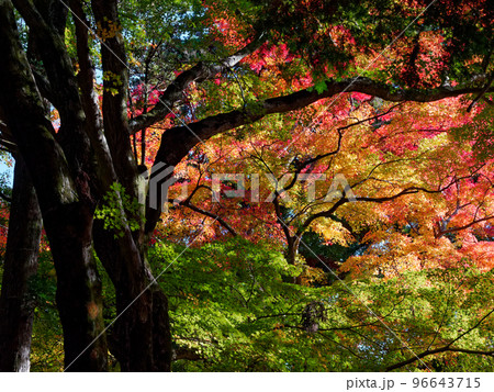 有馬温泉 秋の瑞宝寺公園 (旧瑞宝寺) 有馬温泉 秋の瑞宝寺公園 (旧瑞宝寺) 96643715