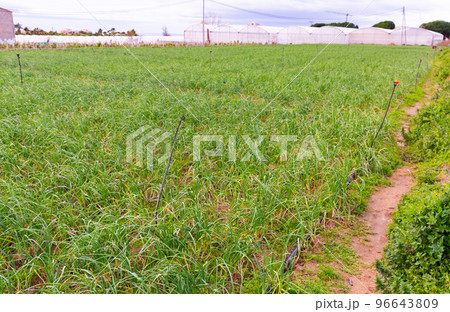 Rows of harvest of garlic on farm field 96643809