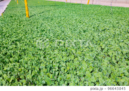 Fresh green seedlings in cassette tray in large greenhouse 96643845