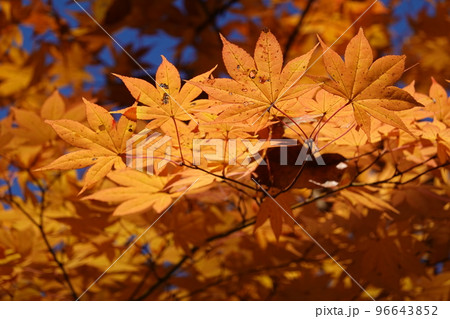 紅葉 紅葉 96643852