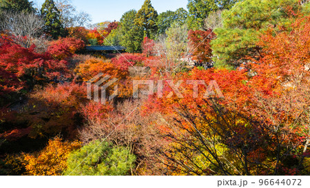 紅葉の臥雲橋を望む 紅葉の臥雲橋を望む 96644072