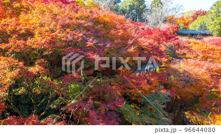 臥雲橋と紅葉の谷 96644080