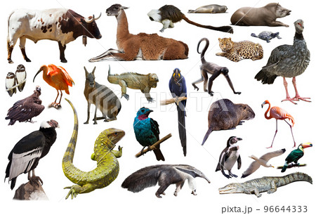 Fauna of South America set 96644333