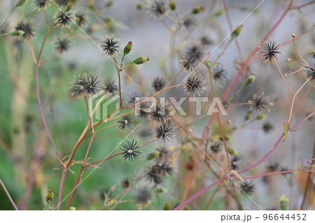 コセンダングサ（ひっつき虫） 96644452