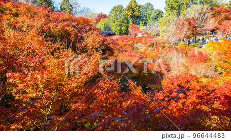 臥雲橋と洗玉澗の紅葉 96644483