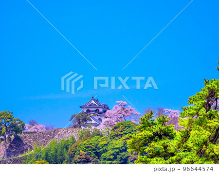 春爛漫の彦根城 96644574