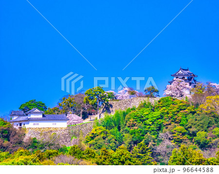 春爛漫の彦根城 春爛漫の彦根城 96644588