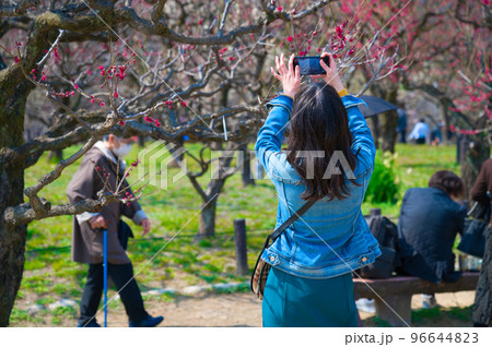 【大阪府】3月・大阪城公園に梅の花の見学に訪れた観光客 96644823