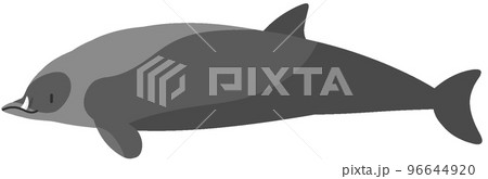 ヒモハクジラ 96644920