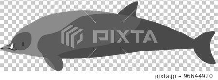 ヒモハクジラ 96644920