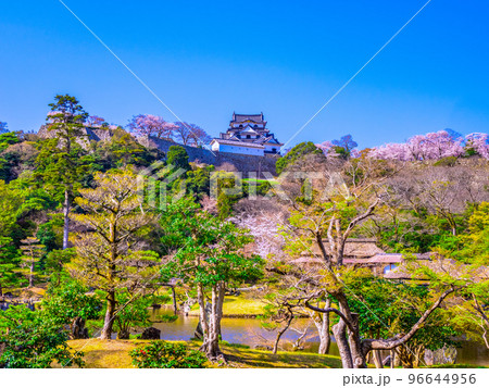 桜の彦根城と玄宮園 96644956