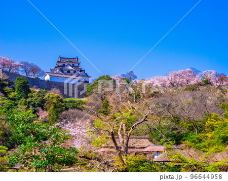 桜の彦根城と玄宮園 96644958