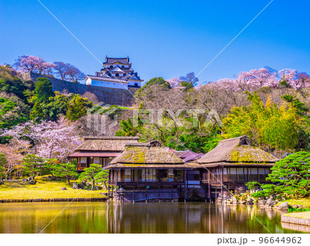 桜の彦根城と玄宮園 96644962