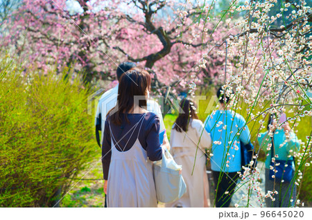 【大阪府】3月・大阪城公園に梅の花の見学に訪れた観光客 96645020