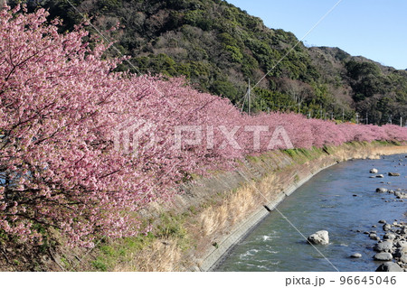 伊豆の早春の風景 満開の河津桜 静岡県川津町 伊豆の早春の風景 満開の河津桜 静岡県川津町 96645046
