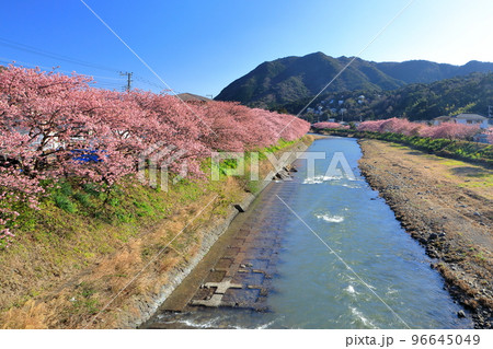 伊豆の早春の風景 満開の河津桜 静岡県川津町 伊豆の早春の風景 満開の河津桜 静岡県川津町 96645049