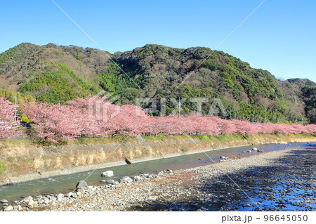 伊豆の早春の風景 満開の河津桜 静岡県川津町 伊豆の早春の風景 満開の河津桜 静岡県川津町 96645050