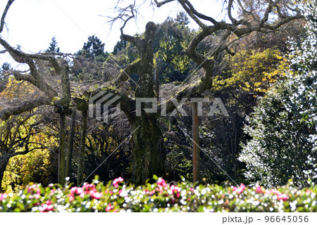 長興山 紹太寺 枝垂れ桜 長興山 紹太寺 枝垂れ桜 96645056