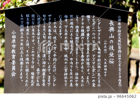 紹太寺 　枝垂れ桜　説明板 96645062