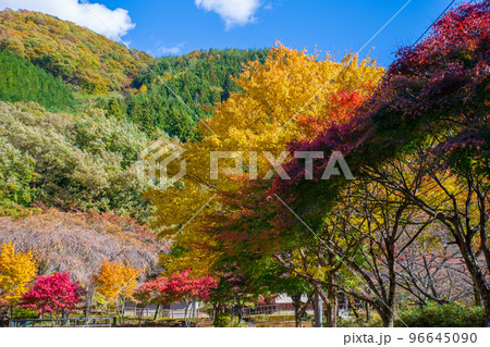 花の渡良瀬公園　紅葉　秋の風景　 96645090