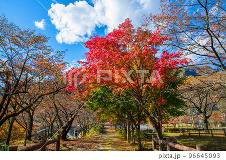 花の渡良瀬公園 紅葉 秋の風景 花の渡良瀬公園 紅葉 秋の風景 96645093