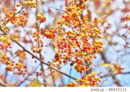 赤いツルウメモドキの実（秋、十一月） 96645112