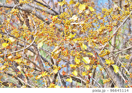 赤いツルウメモドキの実（秋、十一月） 96645114