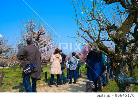 【大阪府】3月・大阪城公園に梅の花の見学に訪れた観光客 【大阪府】3月・大阪城公園に梅の花の見学に訪れた観光客 96645170