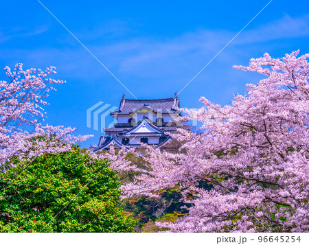 春爛漫の彦根城 春爛漫の彦根城 96645254