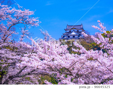 春爛漫の彦根城 96645325