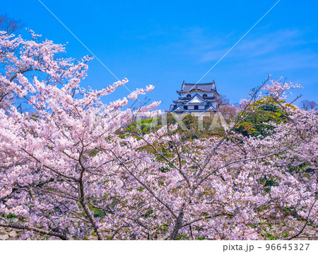 春爛漫の彦根城 春爛漫の彦根城 96645327