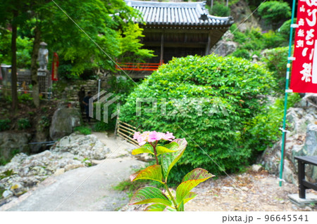 【瀬戸内三十三観音霊場】第十番　福生寺　西法院のアジサイと弁天堂3　岡山県備前市 96645541