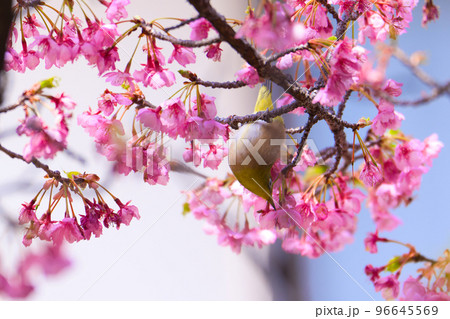 【京都府】3月・淀の河津桜とメジロ 【京都府】3月・淀の河津桜とメジロ 96645569