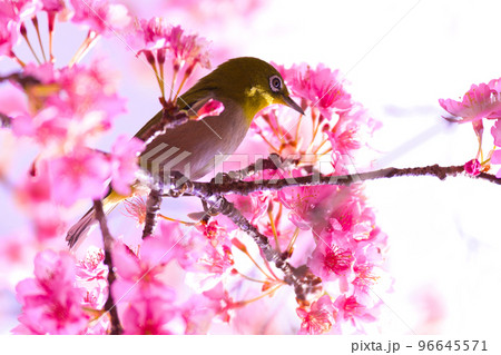 【京都府】3月・淀の河津桜とメジロ 【京都府】3月・淀の河津桜とメジロ 96645571